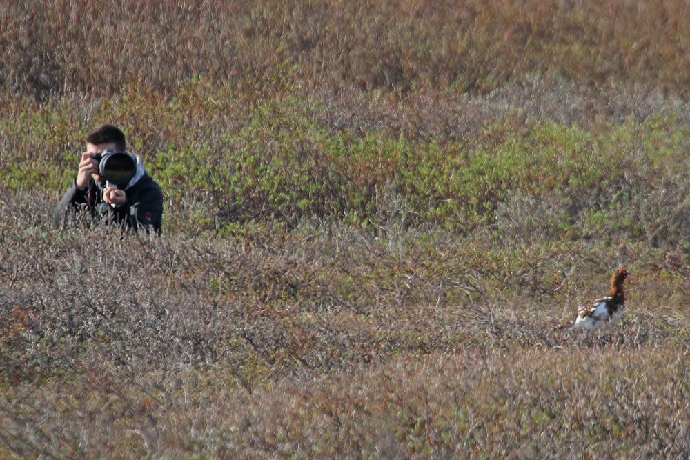 Nome - TellerRoad - with Willow Ptarmigan - Alaska 2013