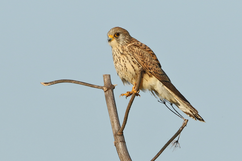 Turmfalke (Falco tinnunculus)