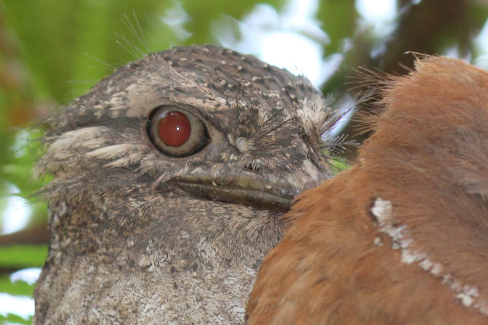 Ceylonfroschmaul, Sri Lanka Frogmouth (Batrachostomus moniliger) / Sinharaja