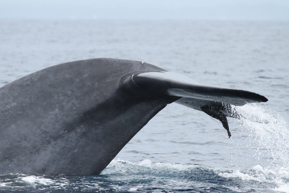 Zwergblauwal, Pygmy Blue Whale (Balaenoptera musculus brevicauda) / Mirissa