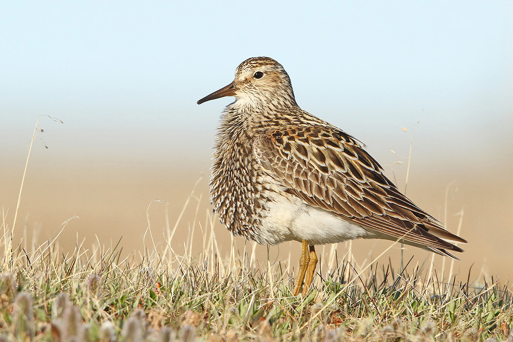Graubruststrandläufer, Pectoral Sandpiper (Calidris melanotos)