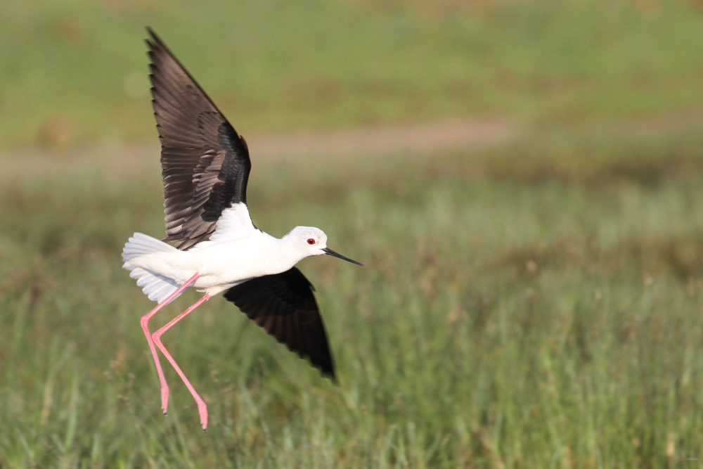 Stelzenläufer, Black-winged Stilt (Himantopus himantopus) / Kalametiya
