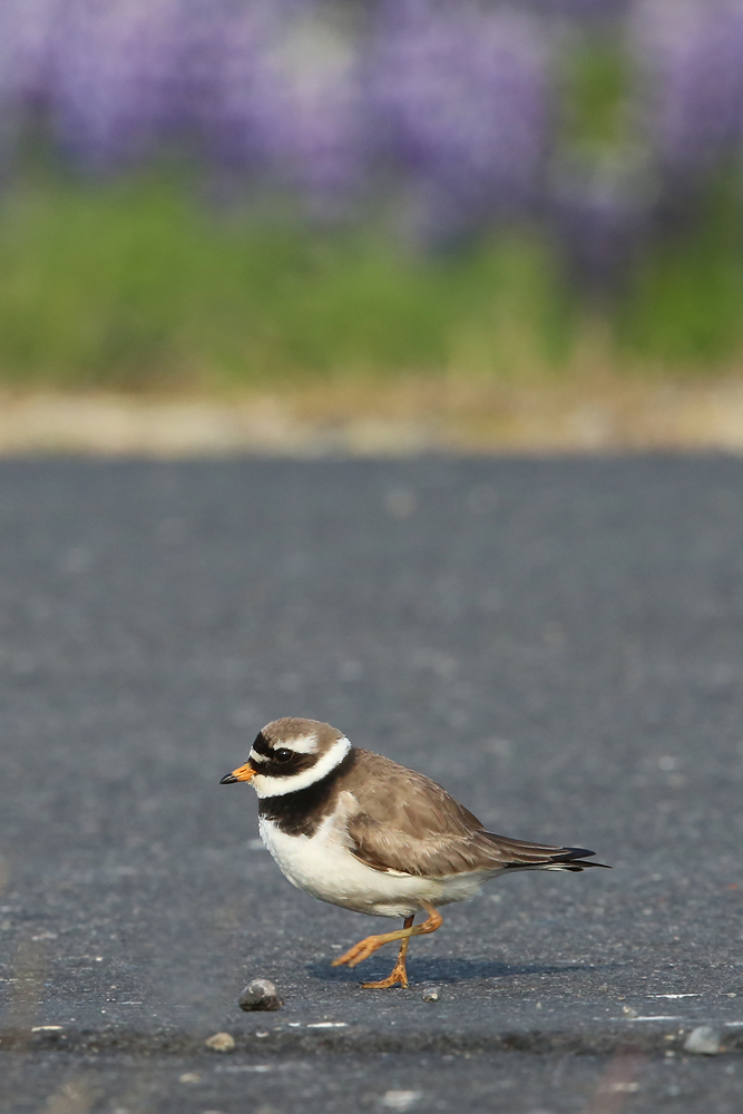 Sandregenpfeifer (Charadrius hiaticula)