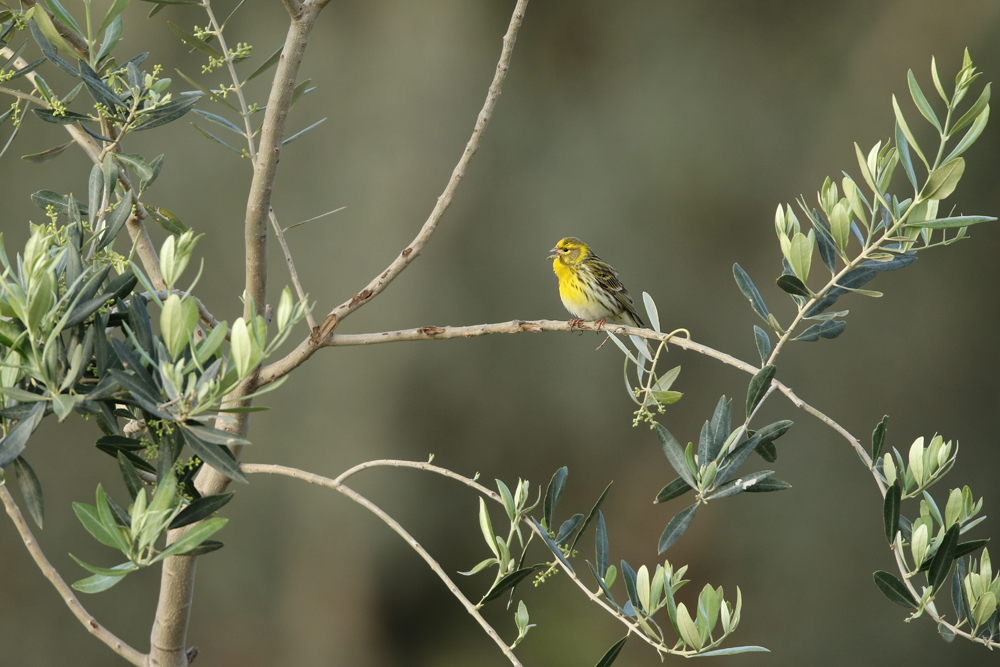 Girlitz (Serinus serinus)