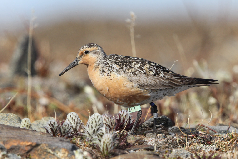 Knutt, Red Knot (Calidris canutus ssp. roselaari) 