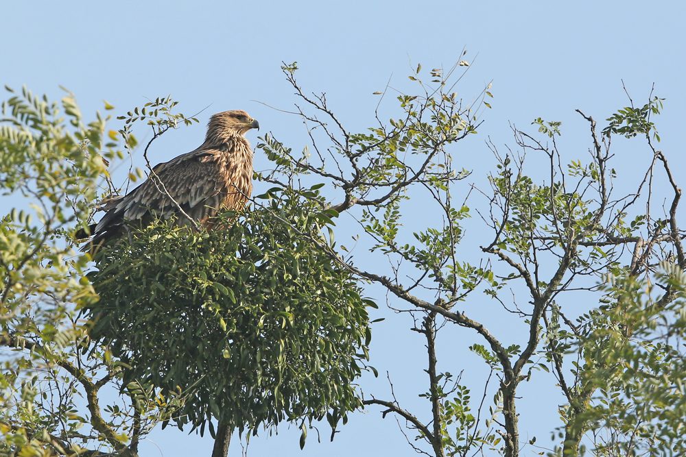 Östliche Kaiseradler (Aquila heliaca)