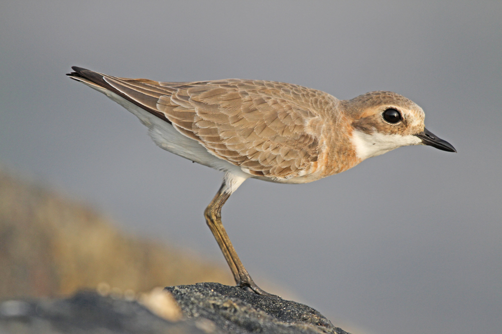 Mongolenregenpfeifer, Lesser Sand Plover (Charadrius mongolus) / Negombo