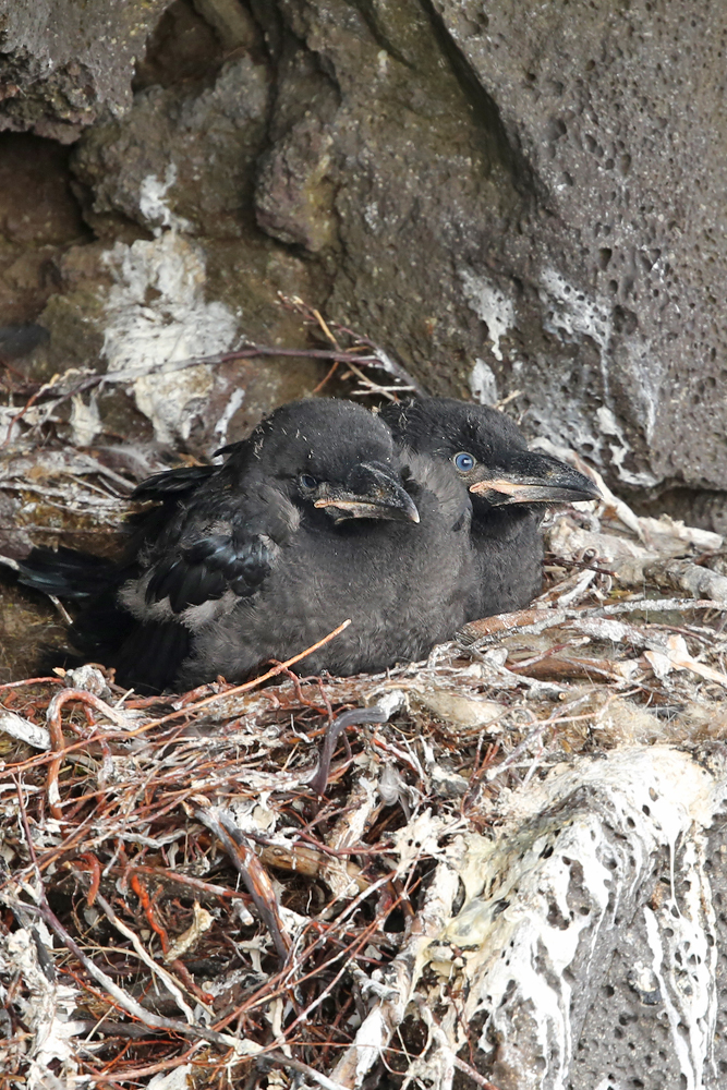 Kolkrabe (Corvus corax)