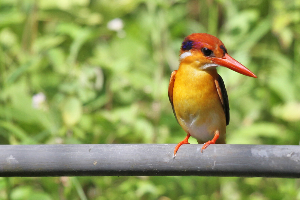 Orientalischer Zwergfischer, Oriental Dwarf Kingfisher (Ceyx erithaca) / Sinharaja