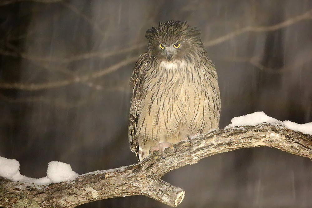 Riesen-Fischuhu (Bubo blakistoni) 