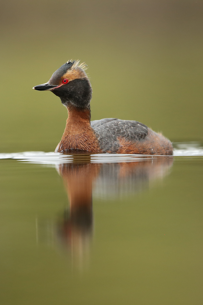 Ohrentaucher (Podiceps auritus)