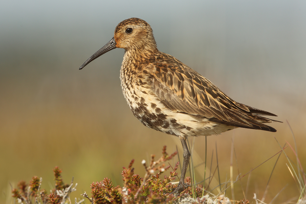 Alpenstrandläufer (Calidris alpina ssp. schinzii)