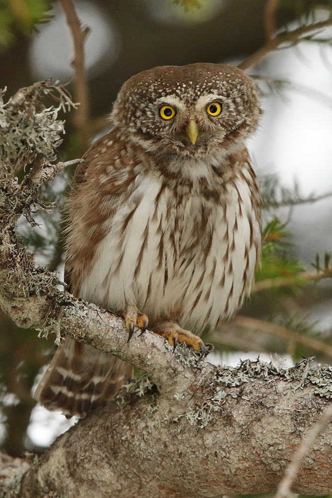 Sperlingskauz (Glaucidium passerinum)