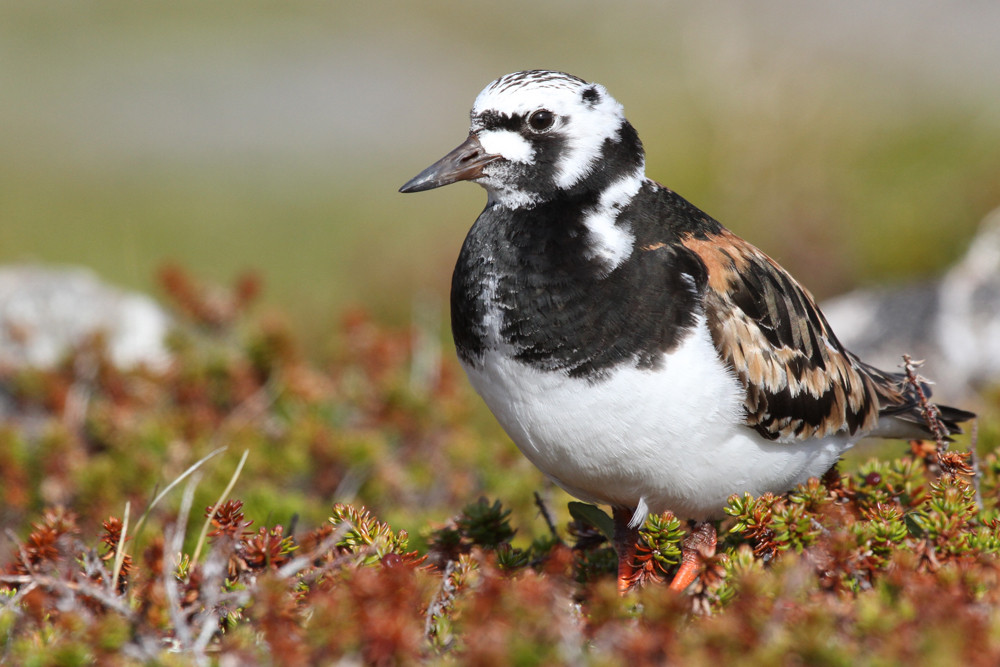 Steinwälzer, Ruddy Turnstone (Arenaria interpres)