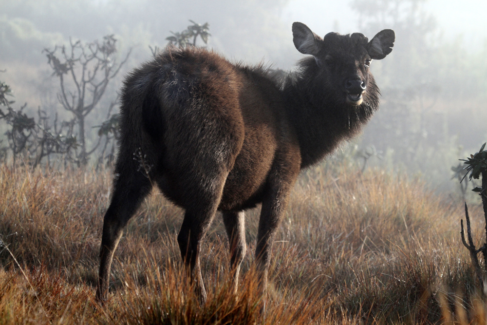 Sambar (Rusa unicolor) / Horton Plains