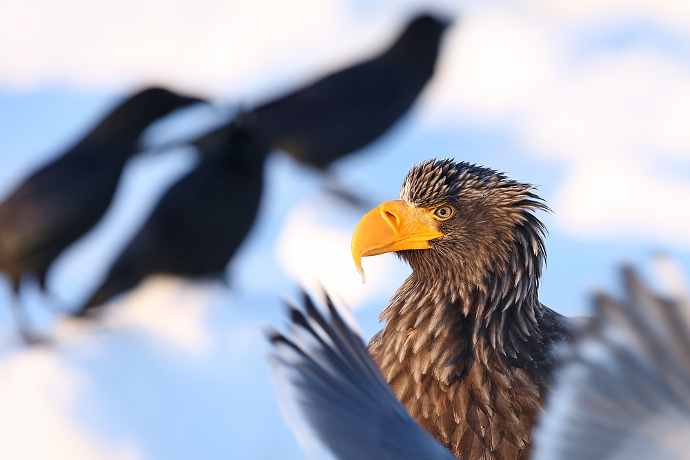 Riesenseeadler (Haliaeetus pelagicus)