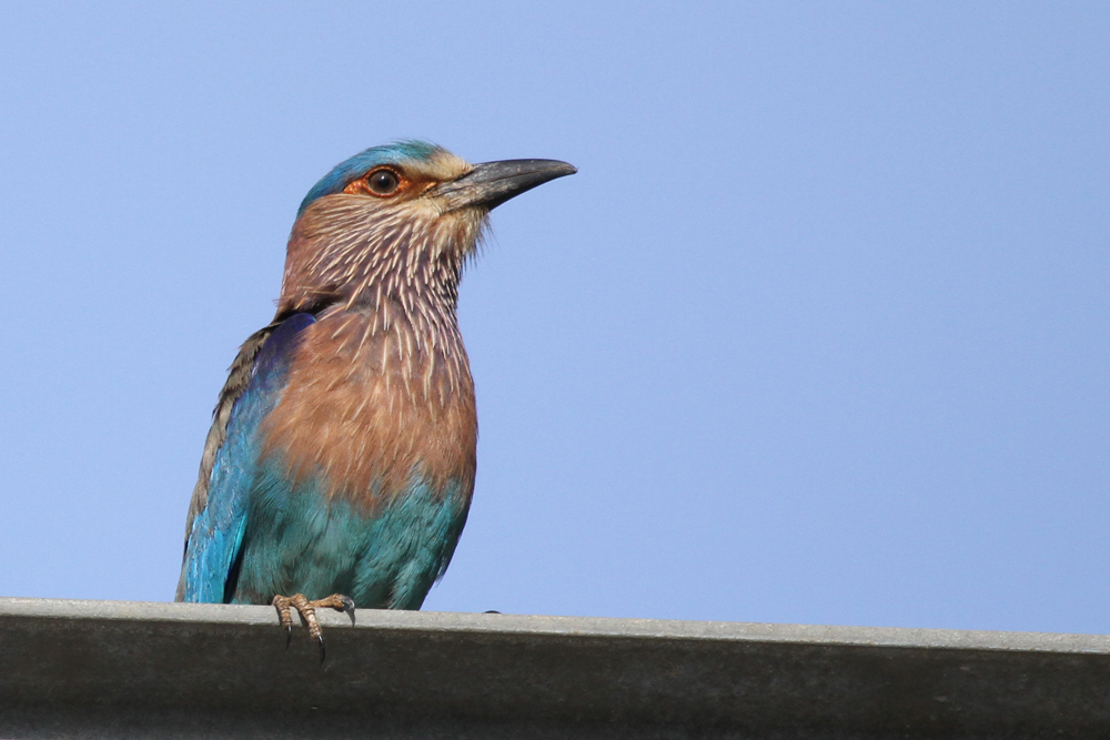 Hinduracke, Indian Roller (Coracias benghalensis) / Kalametiya