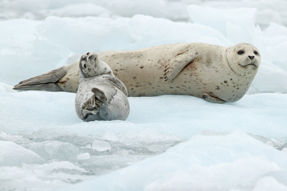 Seehund, Harbor Seal (Phoca vitulina)