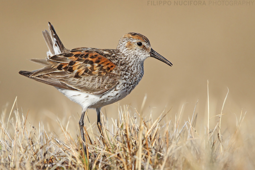 Bergstrandläufer (Calidris mauri) 