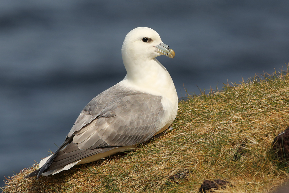 Eissturmvogel (Fulmarus glacialis)