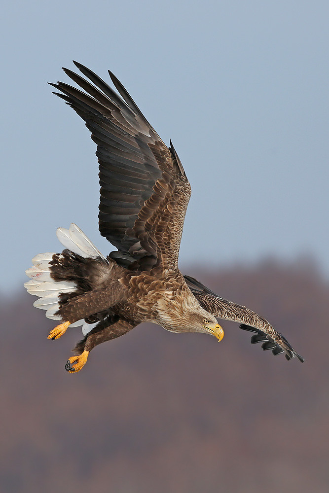 Seeadler (Haliaeetus albicilla)