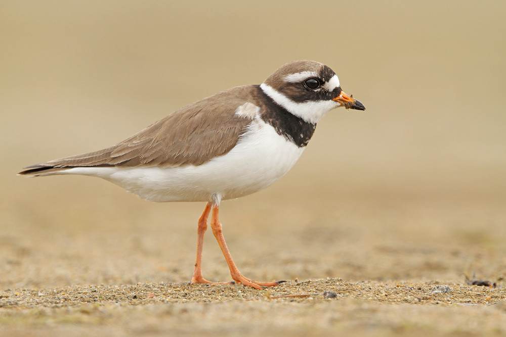 Sandregenpfeifer, Common Ringed Plover (Charadrius hiaticula)