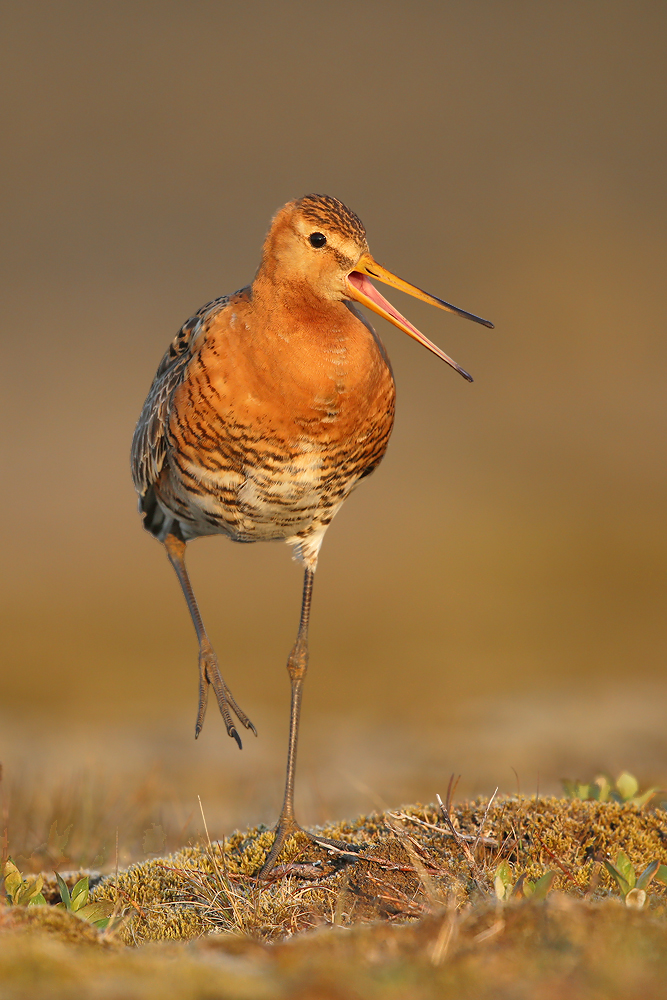 Isländische Uferschnepfe (Limosa limosa islandica)