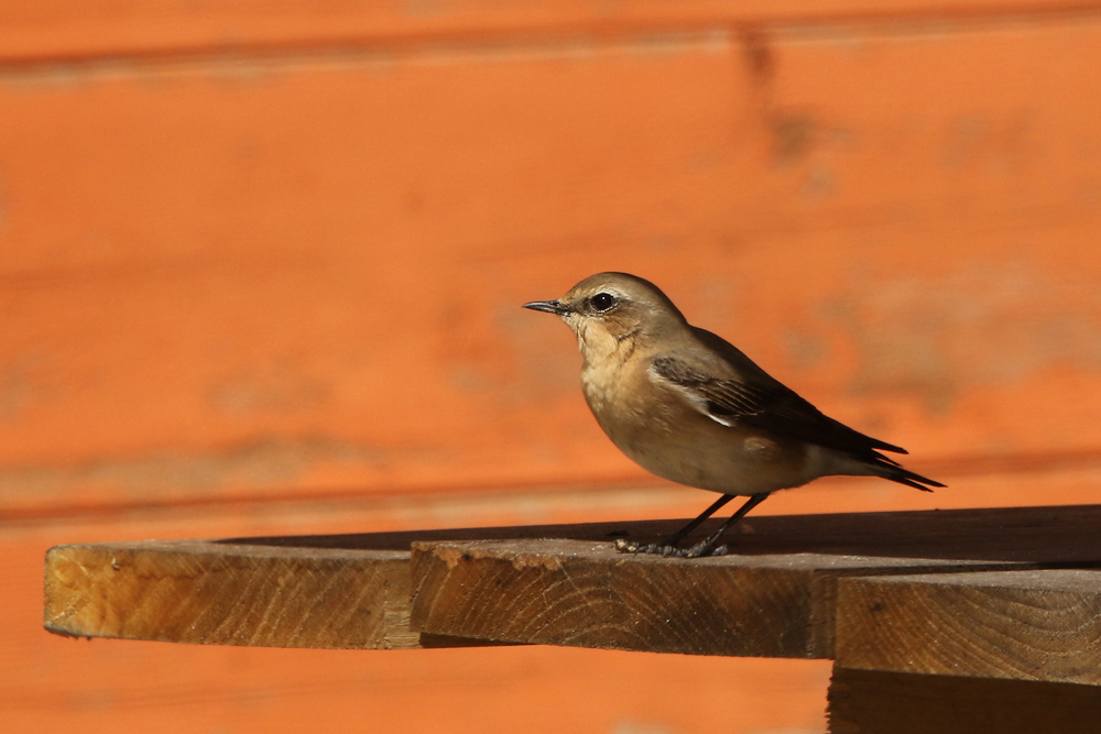 Steinschmätzer (Oenanthe oenanthe)
