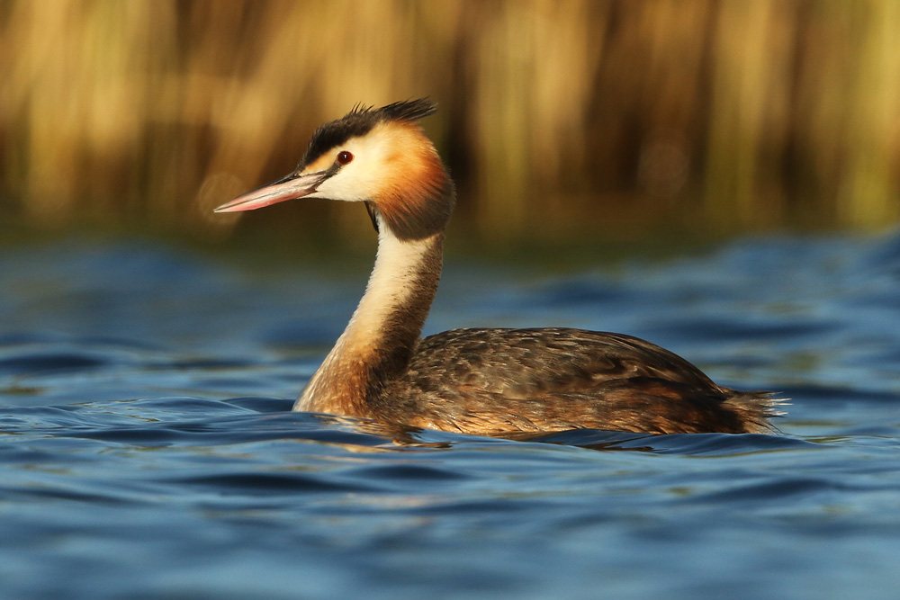 Haubentaucher (Podiceps cristatus)