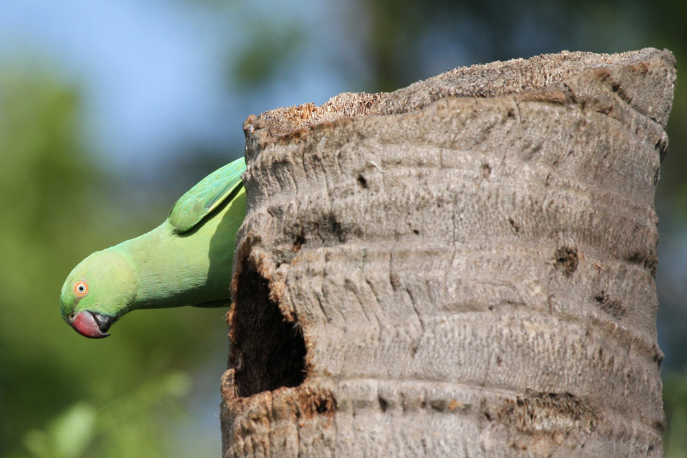 Halsbandsittich, Rose-ringed Parakeet (Psittacula krameri) / Kalametiya