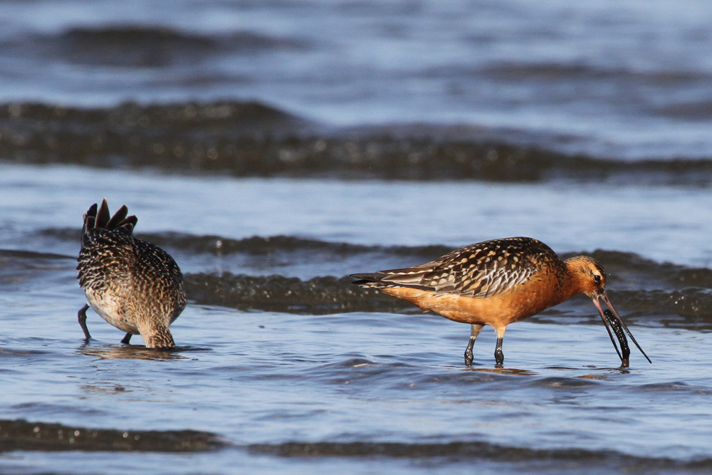 Pfuhlschnepfe, Bar-tailed Godwit (Limosa lapponica)