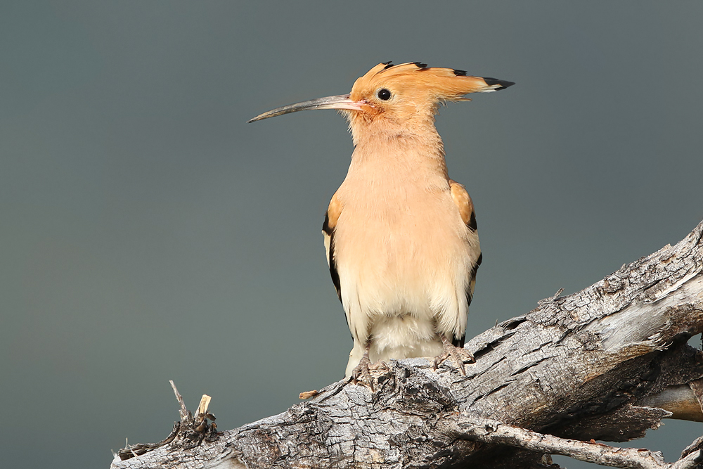 Wiedehopf (Upupa epops)