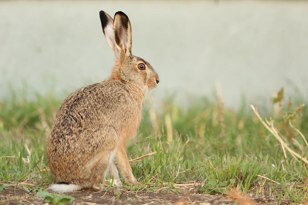 Feldhase (Lepus europaeus)