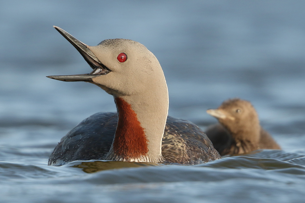 Sterntaucher (Gavia stellata)