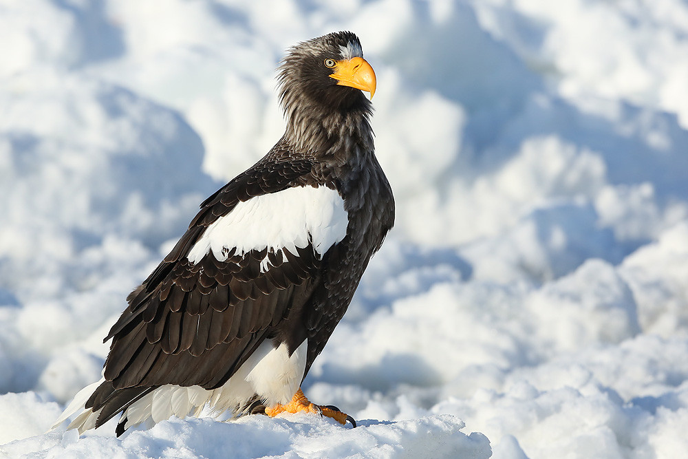 Riesenseeadler (Haliaeetus pelagicus)