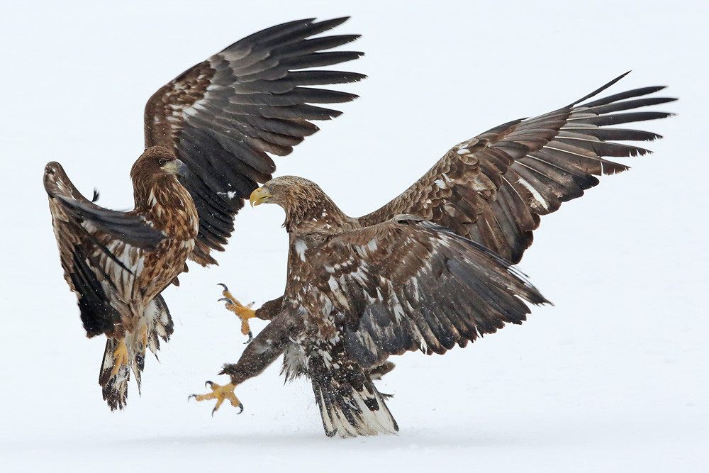 Riesenseeadler (Haliaeetus pelagicus)