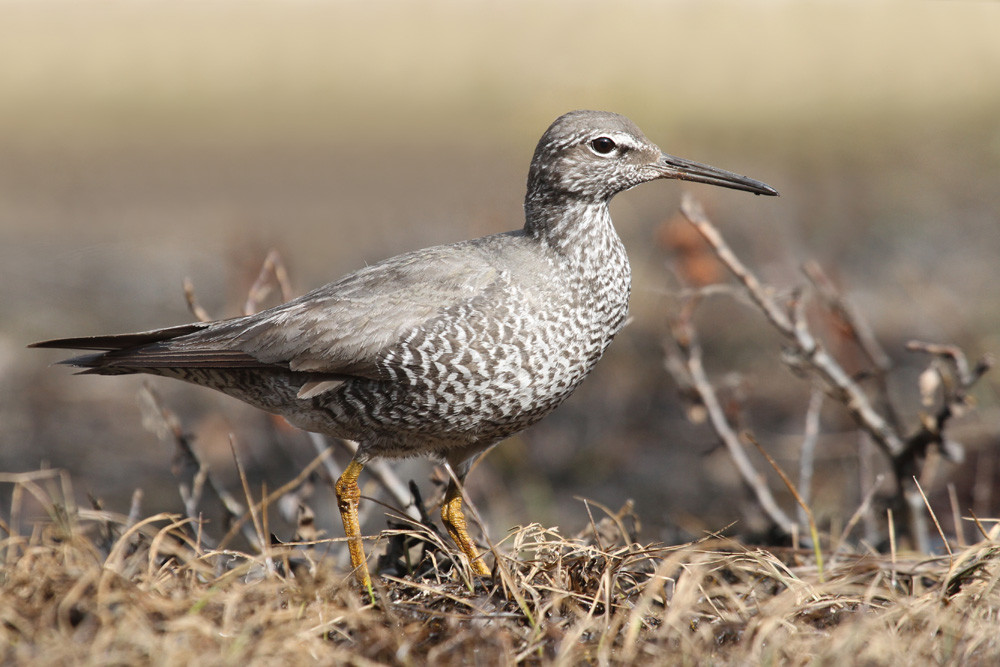 Wanderwasserläufer, Wandering Tattler (Tringa incana)