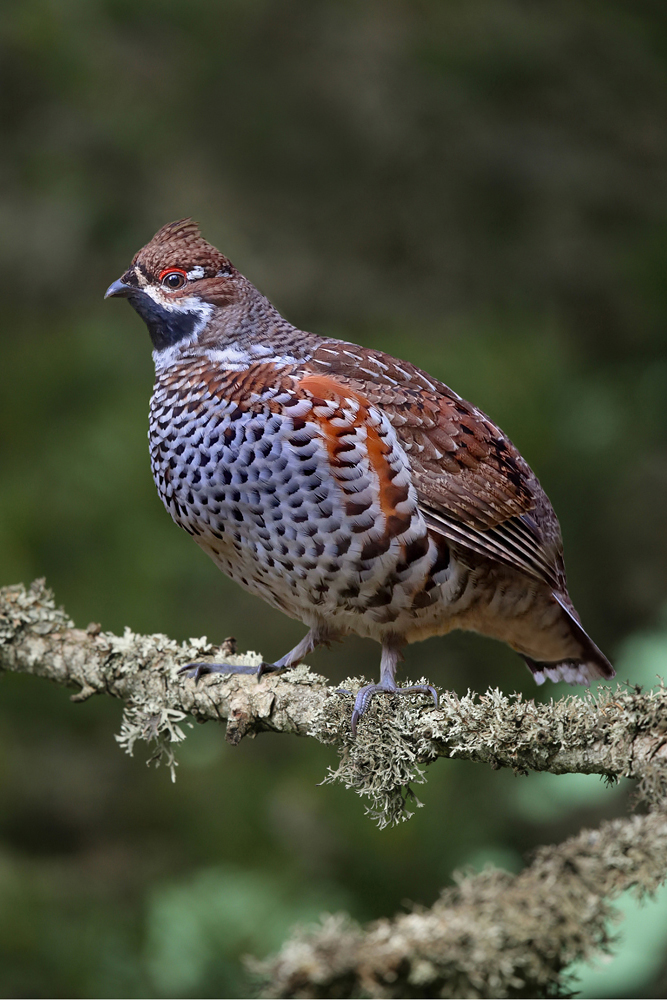 Haselhuhn (Tetrastes bonasia, Syn.: Bonasa bonasia)