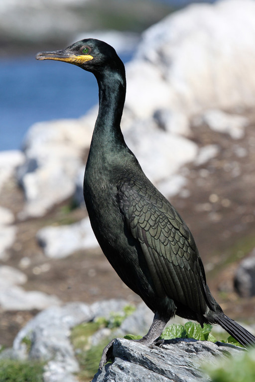 Krähenscharbe, European Shag (Phalacrocorax aristotelis)