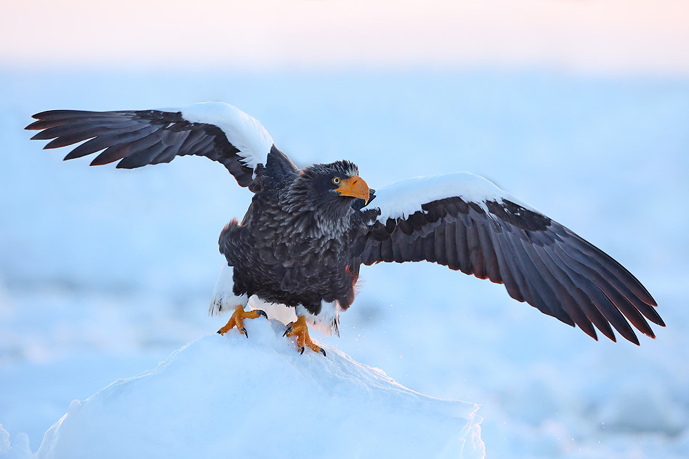Riesenseeadler (Haliaeetus pelagicus)