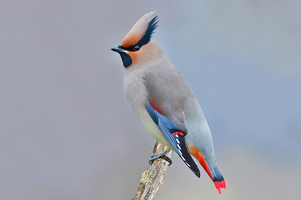 Japanische Seidenschwanz (Bombycilla japonica)