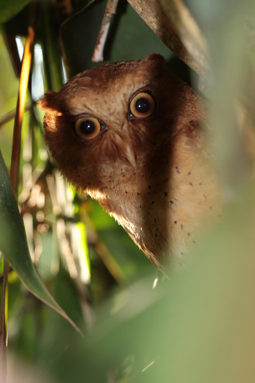 Serendib-Zwergohreule, Serendib Scops Owl (Otus thilohoffmanni) / Sinharaja