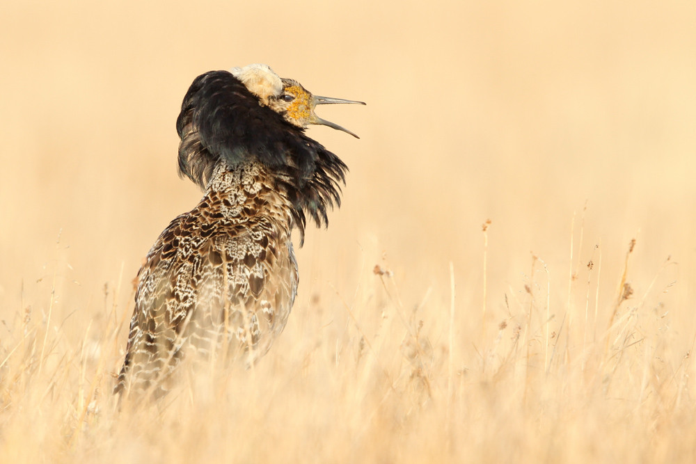 Kampfläufer, Ruff (Philomachus pugnax)