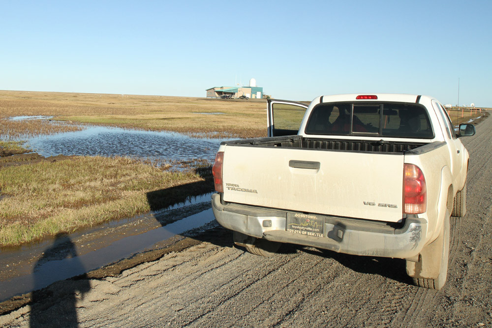 Barrow - @Work with Stellers Eider - Alaska 2013