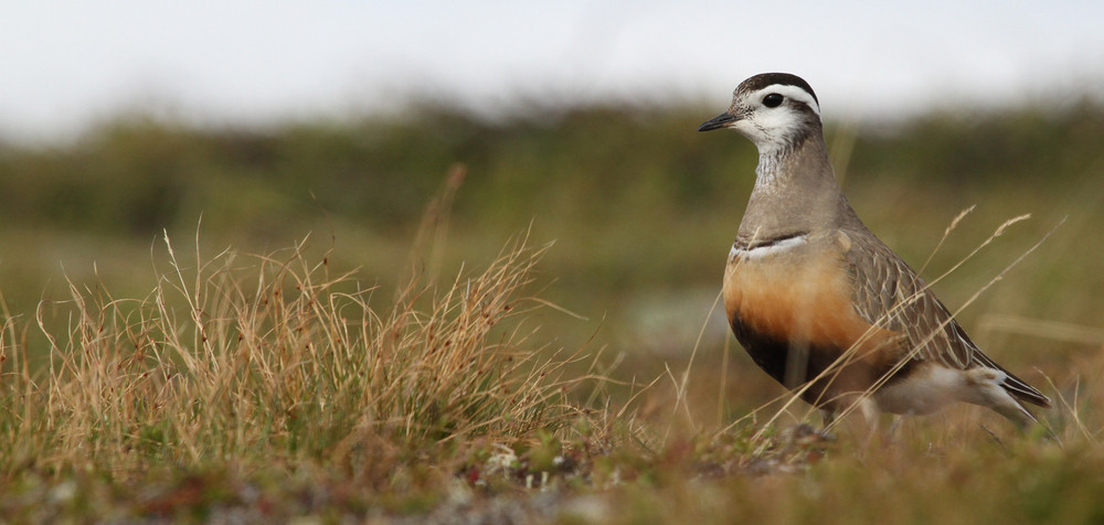 Mornellregenpfeifer, Eurasian Dotterel (Charadrius morinellus)