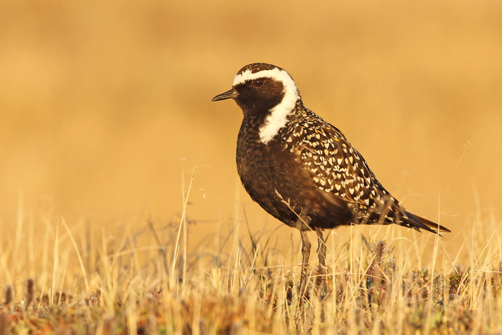 American Golden Plover (Pluvialis dominica)