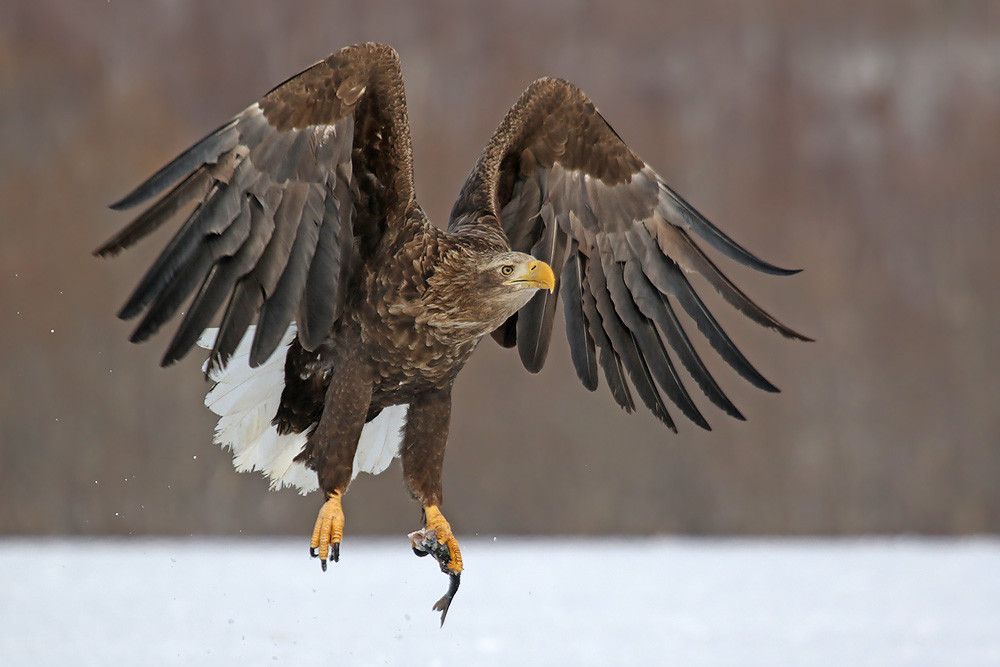 Seeadler (Haliaeetus albicilla) 