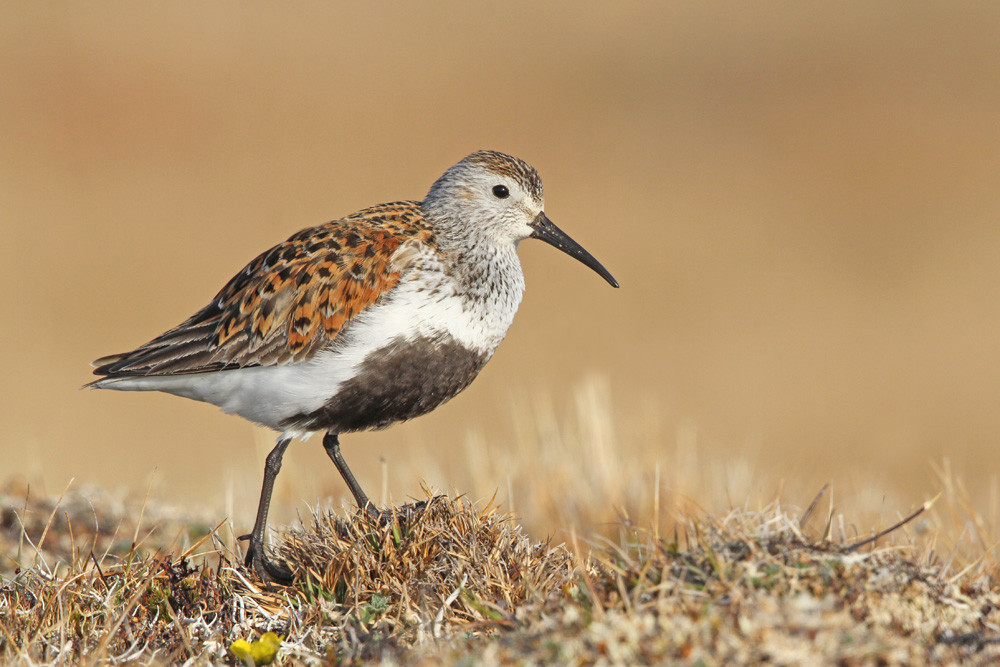 Alpenstrandläufer,  Dunlin (Calidris alpina ssp. arcticola)