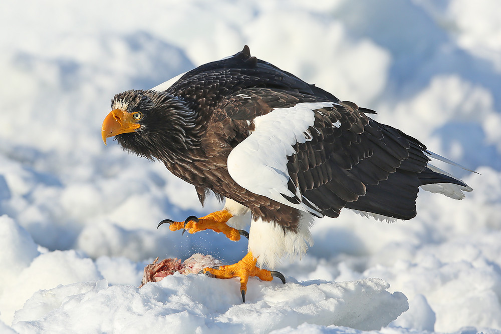 Riesenseeadler (Haliaeetus pelagicus)