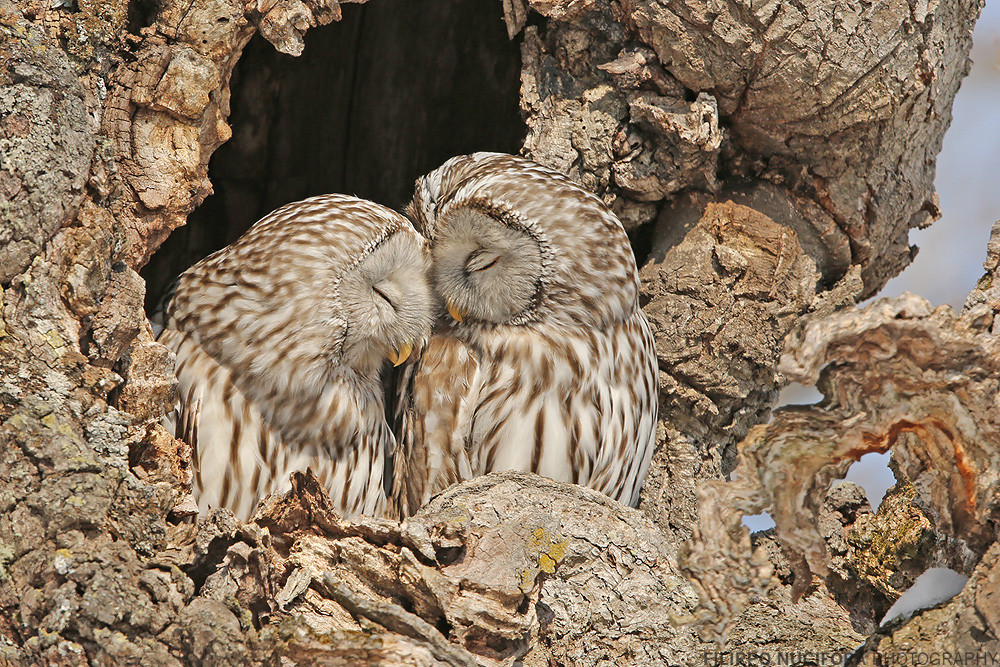 Habichtskauz (Strix uralensis ssp. japonicus)